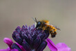 Closeup of a fresh emerged male red mason bee (Osmia rufa) on a purple wallflower (Erisymum Cheir)