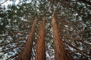 Tall trees in the forest