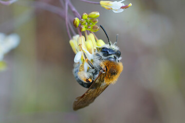 Sticker - Female red-tailed mining bee (Andrena haemorrhoa) hanging down on a flower