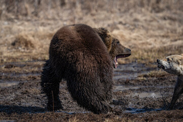 bear and dog . the dog attacks and bites the bear