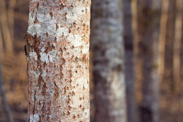 Young aspen tree trunk in the forest with close up. Spring nature close up. Natural tree trunks pattern. Textured bark background.