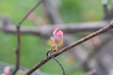 Canvas Print - Tree Bud