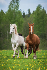 Wall Mural - Two horses running on the field with flowers in summer