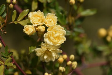 Wall Mural - Banksia rose flowers. Rosaceae evergreen vine shrub.