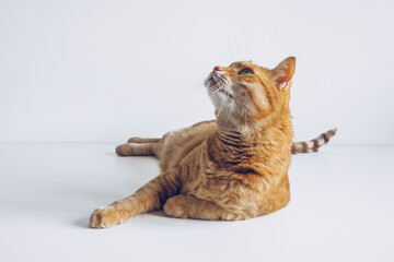 Cute ginger cat lying peacefully on white table background and looking up. Adorable home pet stock photography. At the vet