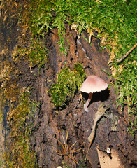 mushrooms and lichen on the fallen trunk in the woods