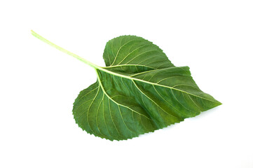 Helianthus leaf isolated on white background.