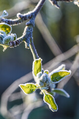 Canvas Print - gel froid gelée flore temperature printemps bourgeons fruitier poirier