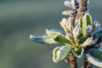 Poster - gel froid gelée flore temperature printemps bourgeons fruitier poirier