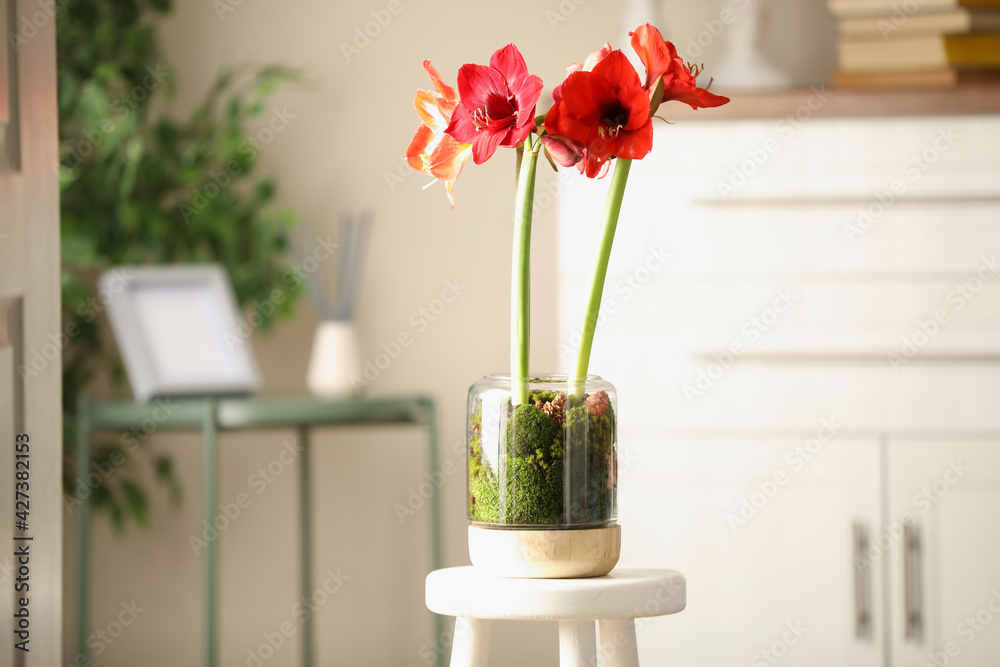 Beautiful red amaryllis flowers on stool indoors - obrazy, fototapety, plakaty 