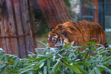 Out Of Focus. Blurred Background. View Of An Adult Tiger.
