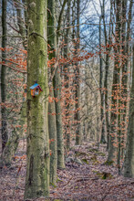 Nest Box Or Bird House On Bare Tree Trunk Coveys Intimacy And Cosiness Concept In The Winter Woods. Cosy Nestbox Or Birdhouse Provides Illustration Of Safeness And Protection To Forest Wild Birds