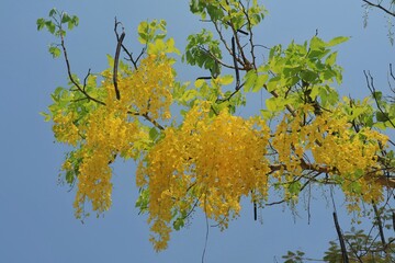 Wall Mural - Soft focus of bunch of golden shower tree flower, Cassia fistula, blooming with blue sky and green leaves background in summer time. Nature concept.