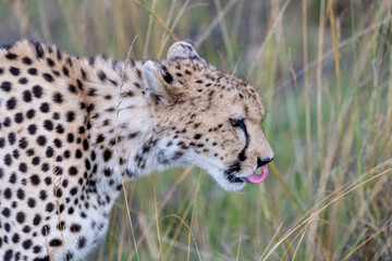 Canvas Print - Closeup shot of a cheetah