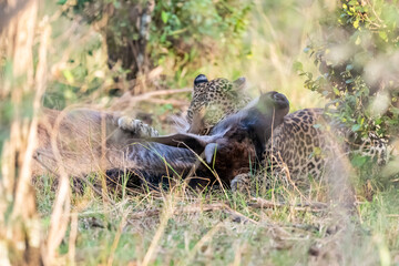 Sticker - Beautiful shot of a leopard holding its prey deer in its mouth