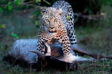 Sticker - Beautiful shot of a leopard holding its prey deer in its mouth