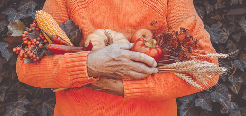 Wall Mural - Senior woman holding colorful autumn vegetables and fruits. Thanksgiving, holiday fall festival. Elderly wrinkled hands with harvest showing farm products. Food sharing, volunteer help.