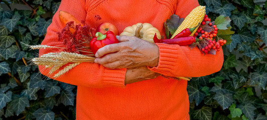 Wall Mural - Senior woman holding colorful autumn vegetables and fruits. Thanksgiving, holiday fall festival. Elderly wrinkled hands with harvest showing farm products. Food sharing, volunteer help.