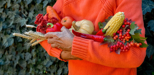 Poster - Senior woman holding colorful autumn vegetables and fruits. Thanksgiving, holiday fall festival. Elderly wrinkled hands with harvest showing farm products. Food sharing, volunteer help.