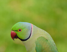 Portrait Of A Green Ring-necked Parakeet.