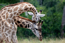 Closeup Shot Of Two Giraffes