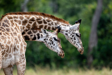 Poster - Closeup shot of two giraffes