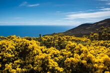 Coastal Landscape With Flowering Gorse, Badbea, Garve, Scotland, UK