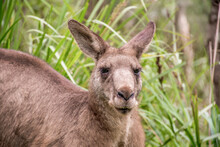 Male Kangaroo Portrait In The Bush. Australian Marsupial Wildlife