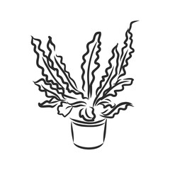 Wall Mural - Pot plants set, vector illustration flowers in pots drawn black line on a white background, hand-drawn design elements.