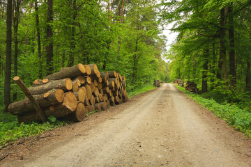 Forest road and tree trunks by the road