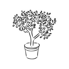 Wall Mural - Pot plants set, vector illustration flowers in pots drawn black line on a white background, hand-drawn design elements.