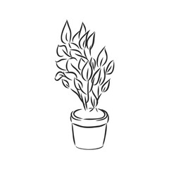 Wall Mural - Pot plants set, vector illustration flowers in pots drawn black line on a white background, hand-drawn design elements.