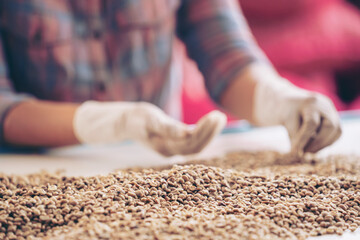 Wall Mural - hands collecting the Arabica or Robusta an organic coffee berries beans bad out.