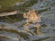 Toad mating season. A small male with a large female common toad in a mating embrace in the water. Pair of toads in pond. Bufo bufo - mating rituals and habits. Natural behavior