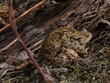 Nature close-up. A pair of common toads (Bufo bufo) during the breeding season, in the scrub. Ampleksus. Tailless amphibians. The male hold the female around the waist in a mating hug.