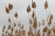 Panicles Of Reeds In The Wind