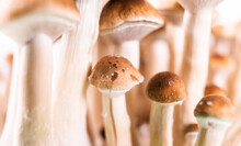 Magic Mushrooms Psychedelic Psilocybe Cubensis