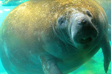 manatee underwater in crystal river national wildlife refuge, florida, united states. caribbean mana