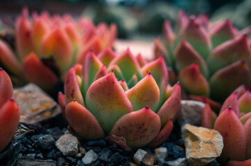 Closeup of a succulent