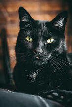 Black Cat Green Eyes Portrait Tongue And Wiskers