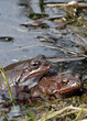 Frogs together - mating in the pond. Moor frog. Rana arvalis. 