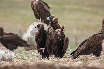 Poster - Cinereous Vulture, (Aegypius monachus) in its natural habitat. Wildlife.