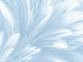 beautiful abstract blue feathers on white background, white feather texture and blue background, fea
