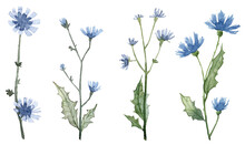 Set Of Hand Painted Watercolor Blue Flowers. Botanical Illustration