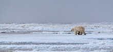 A Polar Bear (Ursus Maritimus) On The Ice Of Hudson Bay Near Churchill, Manitoba, Canada