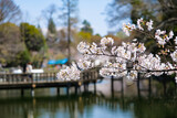 Fototapeta Sawanna - 東京都 春の井の頭恩賜公園 井の頭池と桜