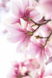 Fototapeta Las - Spring floral background with magnolia flowers. Close up