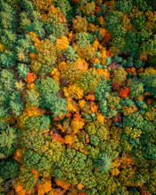 Aerial View Of Trees Looking Like Abstract Colored Broccoli During Fall Season In Wendell Forest, Massachusetts, USA