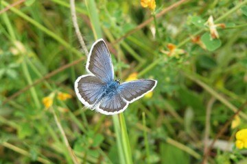 Blue butterfly on a meadow, natural background