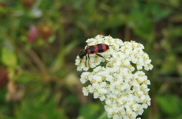 Trichodes beetle on yarrow flowers in the meadow, closeup